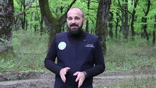 გიორგი ბერეჩიკიძე მუხნარ კორომებში სანიტარული ჭრების მნიშვნელობის შესახებ