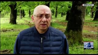 ტყის აღდგენის ღონისძიებები მუხნარის ტყეში