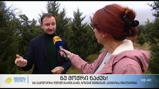 ეროვნული სატყეო სააგენტოს კამპანიას -  „ ნუ მოჭრი ნაძვს“, საზოგადოებისთვის ცნობილი სახეები შეურთდნენ