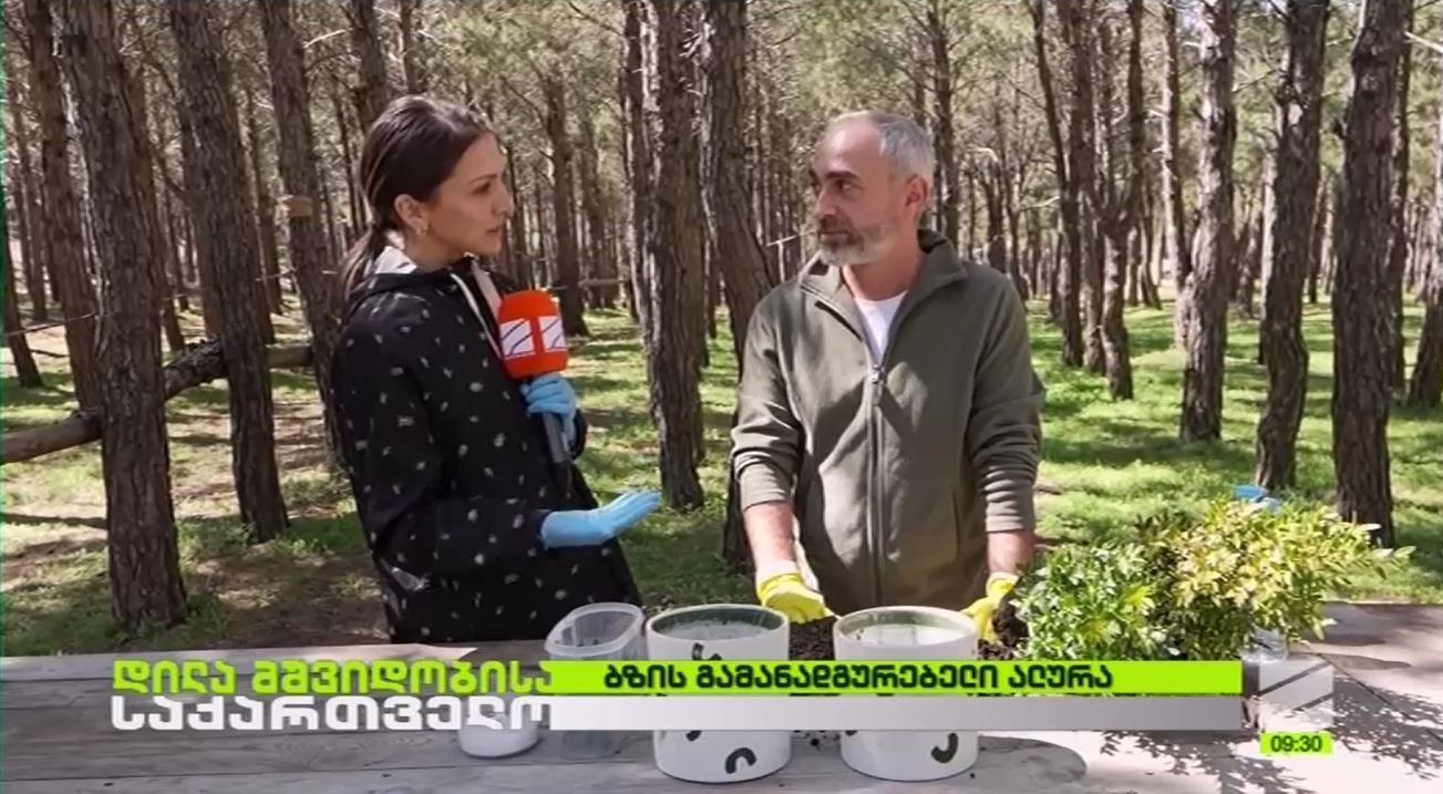 ბზის დარგვისა და მოვლის წესების შესახებ გიორგი მამადაშვილი გადაცემაში „დილა მშვიდობისა საქართველო“