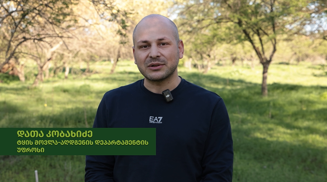 #სატყეორეფორმა2026