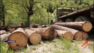 ხე-ტყის უკანონო მოპოვების და ტრანსპორტირების ფაქტი სამცხე-ჯავახეთში