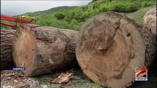 დიდი ოდენობის ხე-ტყის უკანონო მოპოვება რაჭა-ლეჩხუმში